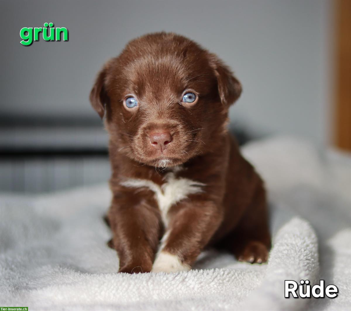 Bild 5: Borador Welpen 🐶 Labrador x Border Collie