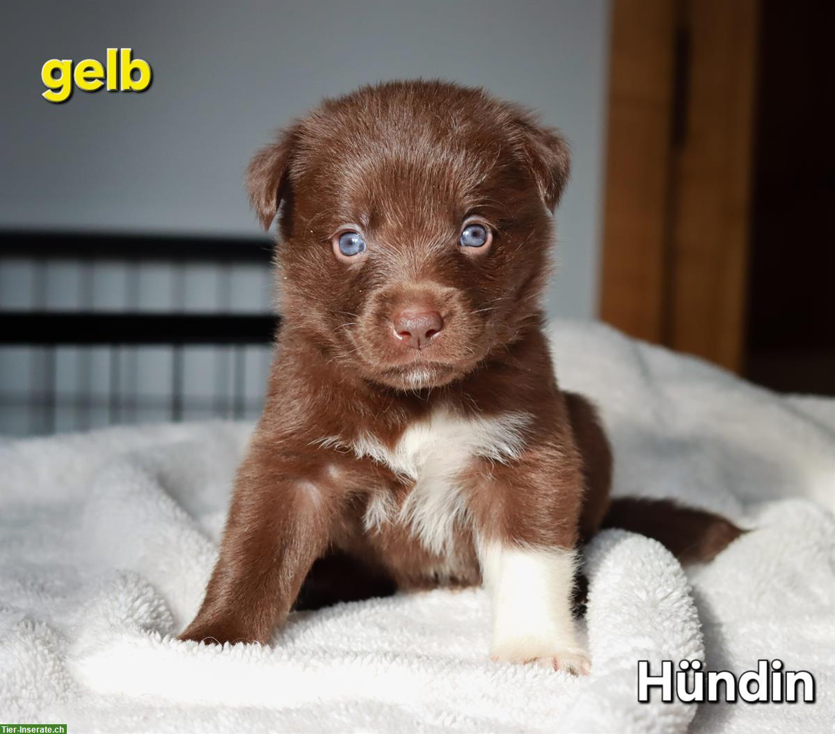 Bild 7: Borador Welpen 🐶 Labrador x Border Collie