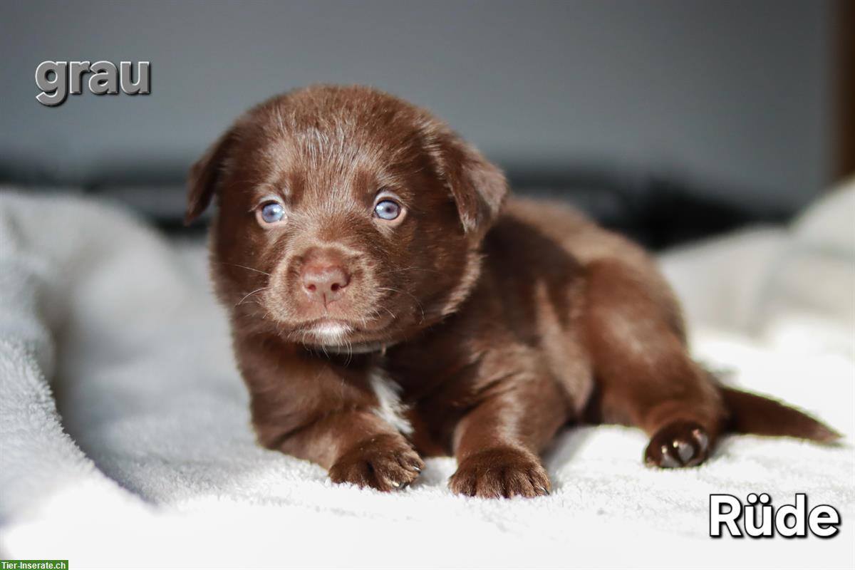 Bild 8: Borador Welpen 🐶 Labrador x Border Collie