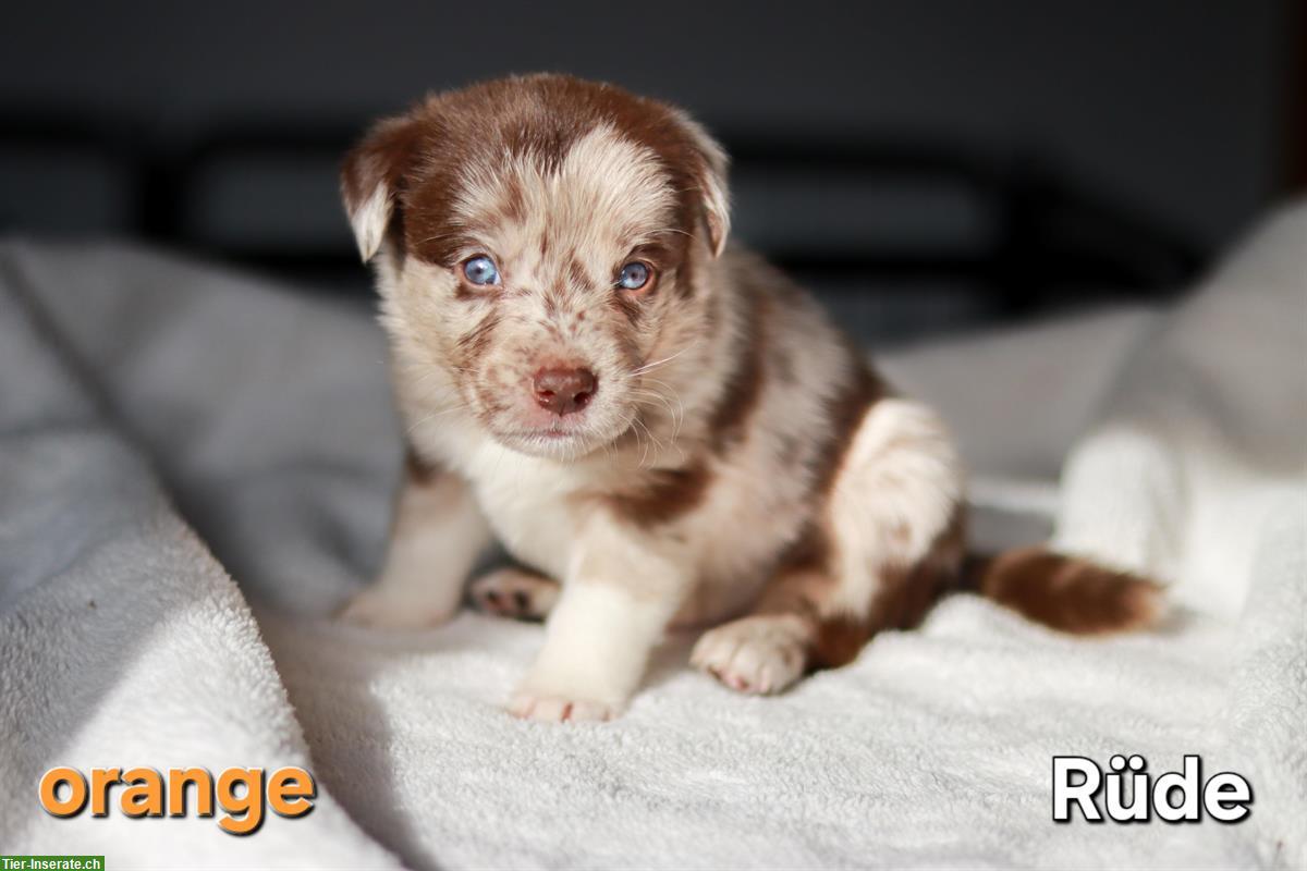 Bild 9: Borador Welpen 🐶 Labrador x Border Collie