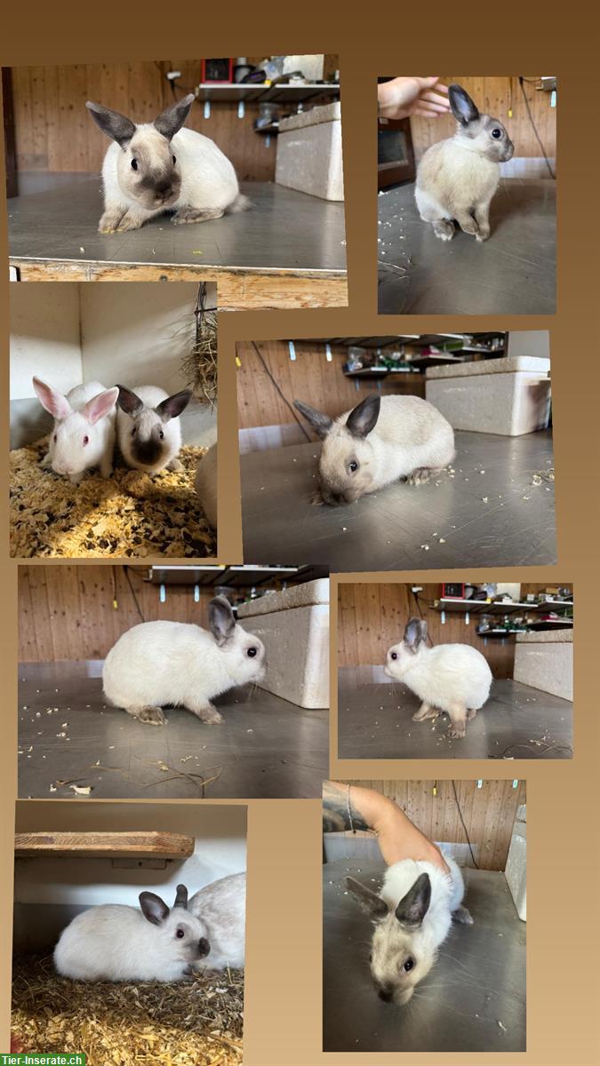 Junge, zahme Siam Kaninchen gratis abzugeben