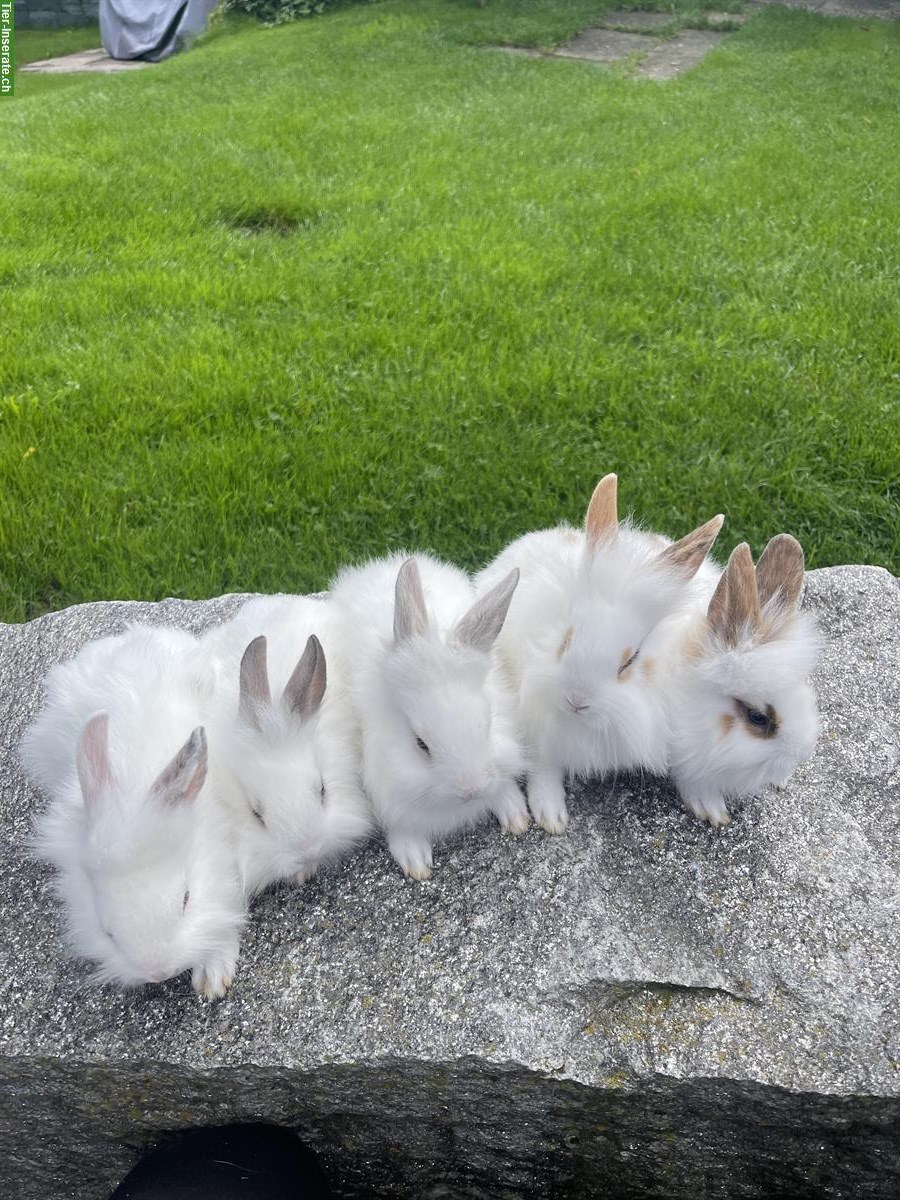 Junge Löwenkopf Zwergkaninchen aus Hobbyzucht