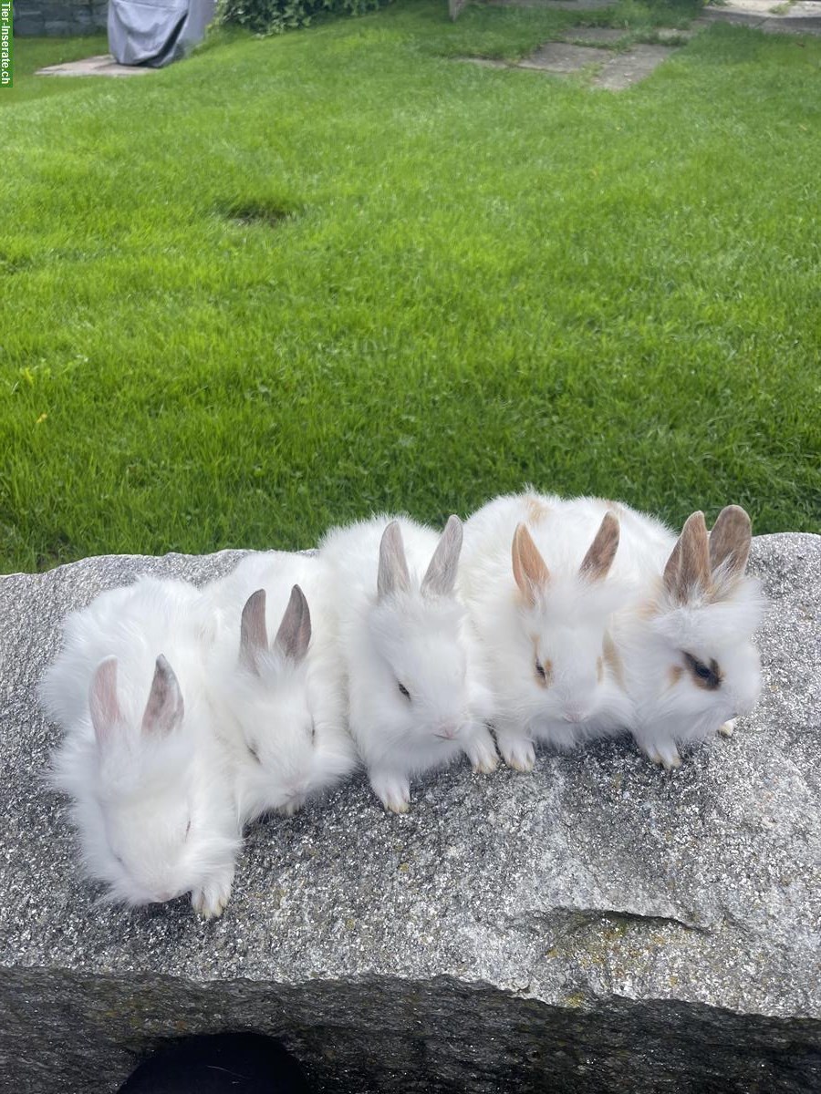 Bild 2: Junge Löwenkopf Zwergkaninchen aus Hobbyzucht