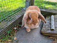 GRATIS: Minilop Zwergkaninchen (1-jährig), sehr zutraulich