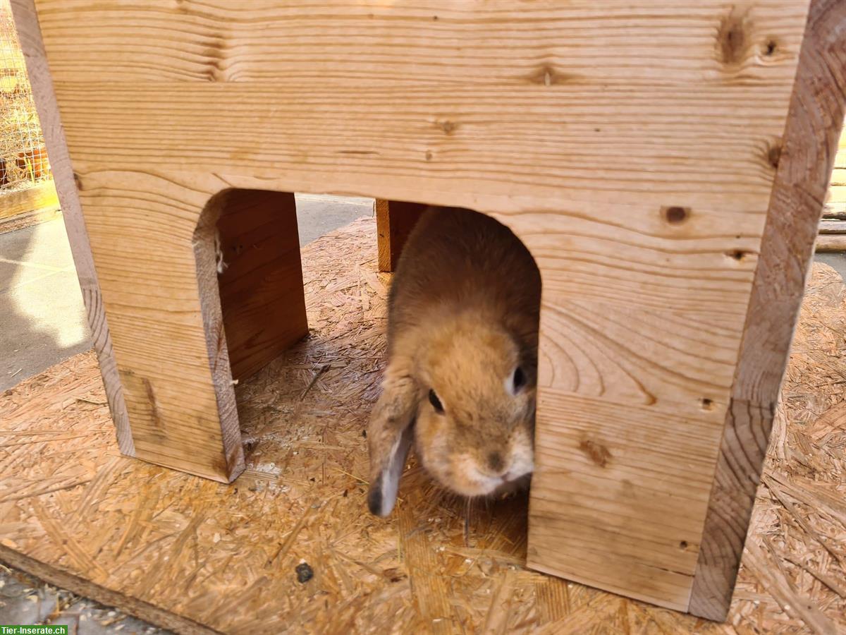 Bild 2: GRATIS: Minilop Zwergkaninchen (1-jährig), sehr zutraulich