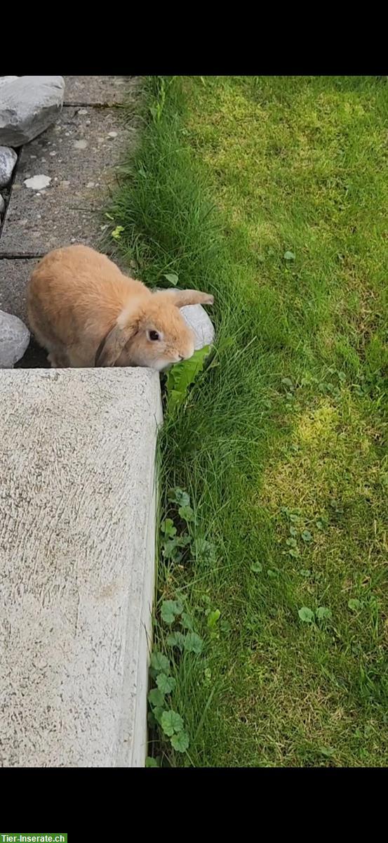 Bild 3: GRATIS: Minilop Zwergkaninchen (1-jährig), sehr zutraulich