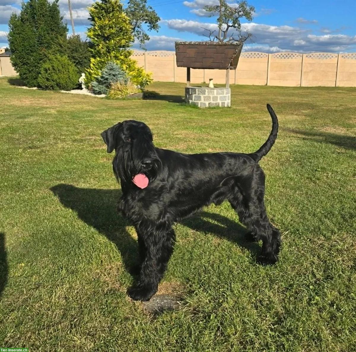 Schwarze Riesenschnauzer Welpen mit Papiere