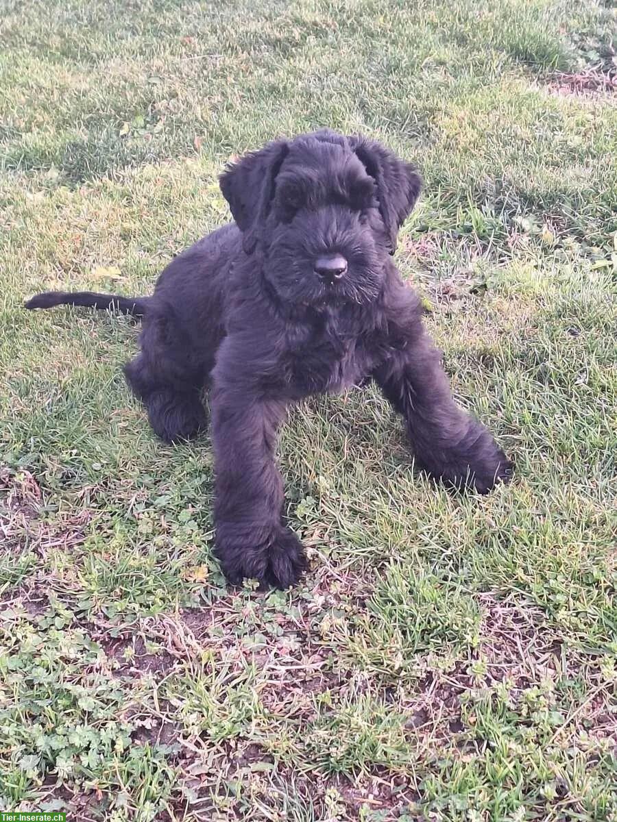 Bild 2: Schwarze Riesenschnauzer Welpen mit Papiere