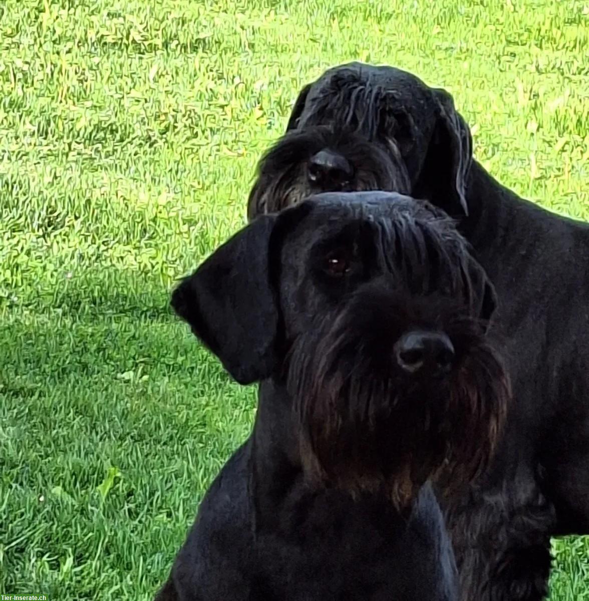 Bild 4: Schwarze Riesenschnauzer Welpen mit Papiere