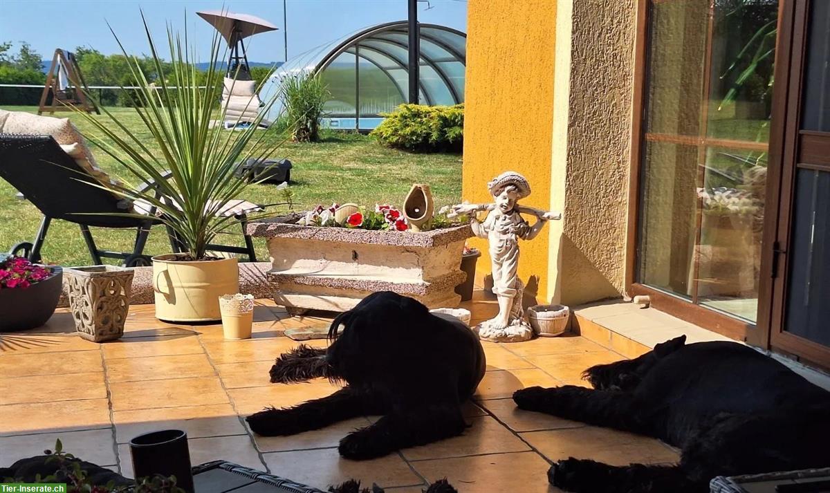 Bild 5: Schwarze Riesenschnauzer Welpen mit Papiere