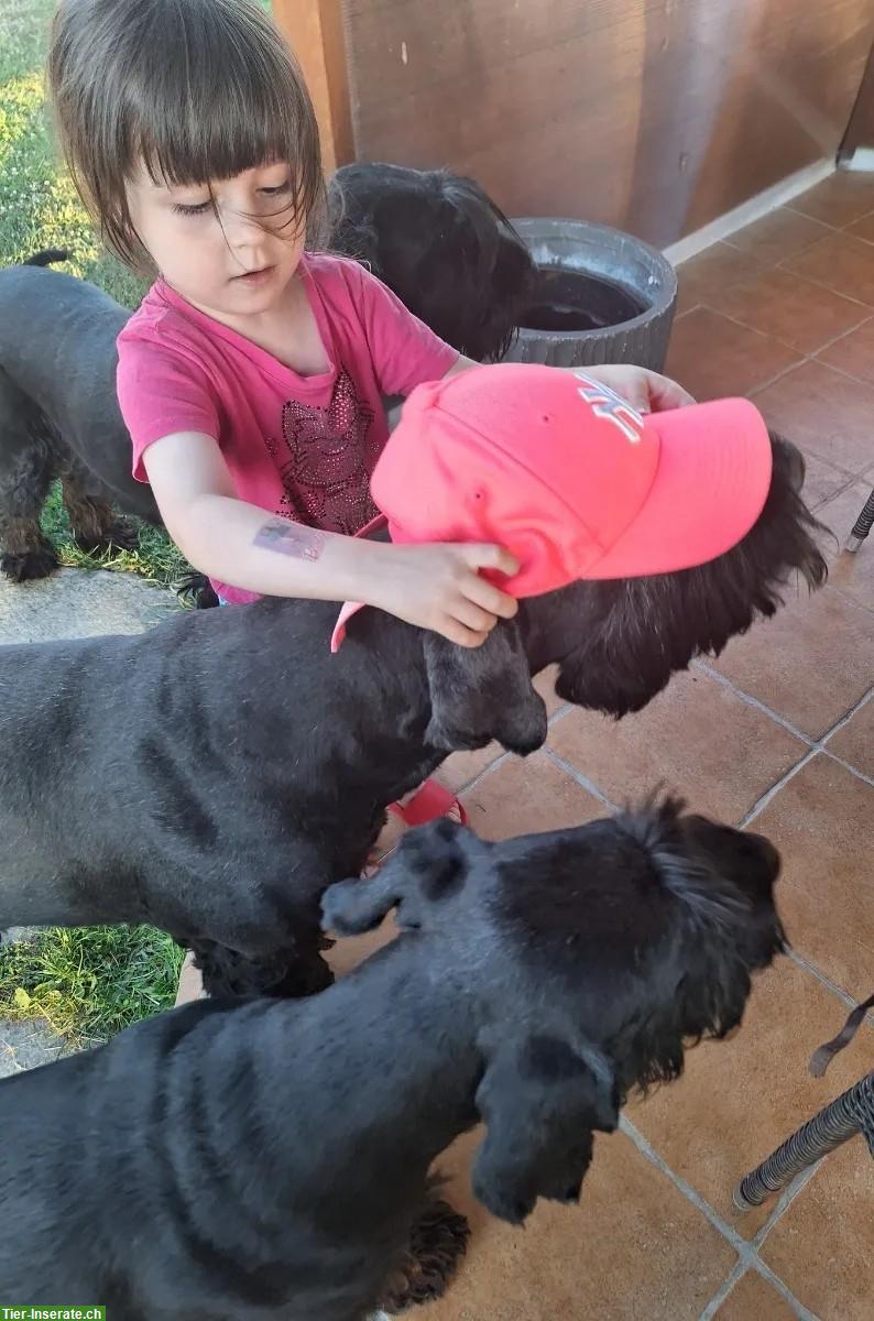 Bild 6: Schwarze Riesenschnauzer Welpen mit Papiere