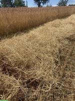 Stroh in Kleinballen zu verkaufen