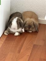 Zwergwidder Kaninchen Geschwister zu verkaufen
