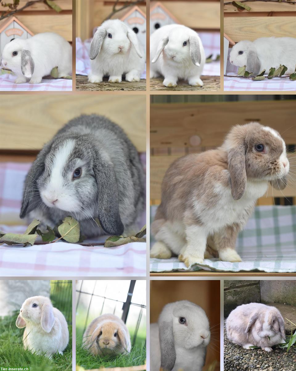 Zwergwidder / Minilop zu verkaufen, Erwachsene und Jungtiere