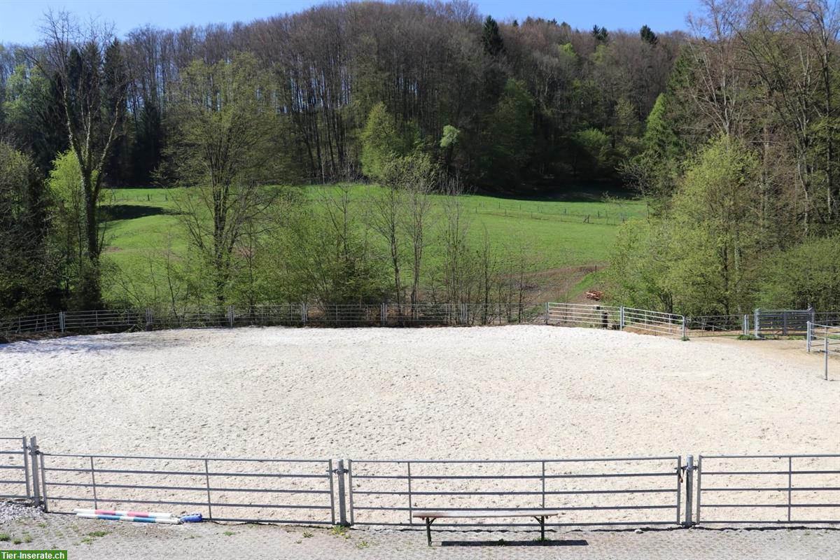 2.5-Zimmer-Wohnung auf Pferdehof zu vermieten