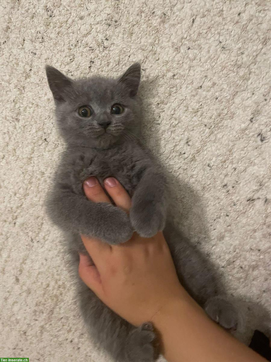 Britisch Kurzhaar Kitten in blue, männlich