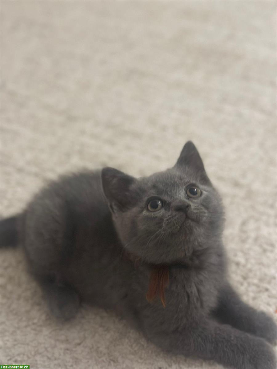 Bild 2: Britisch Kurzhaar Kitten in blue, männlich