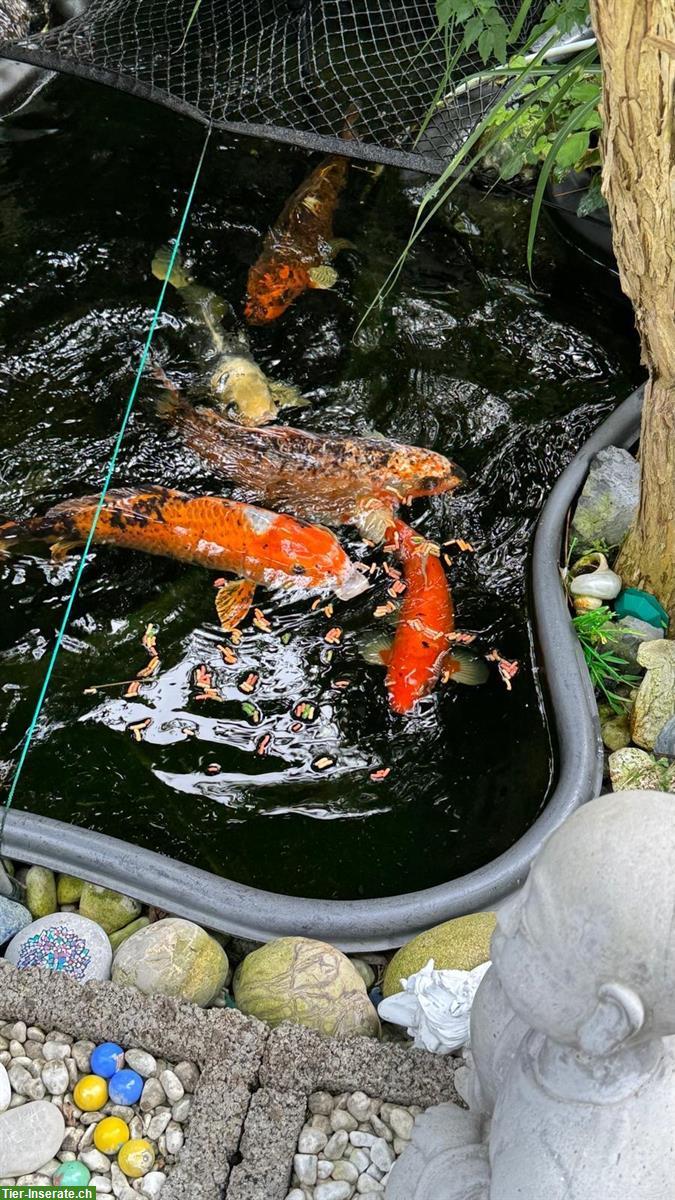 Bild 2: 5 Koi-Karpfen, ca. 10 Jahre alt, gesund und vital