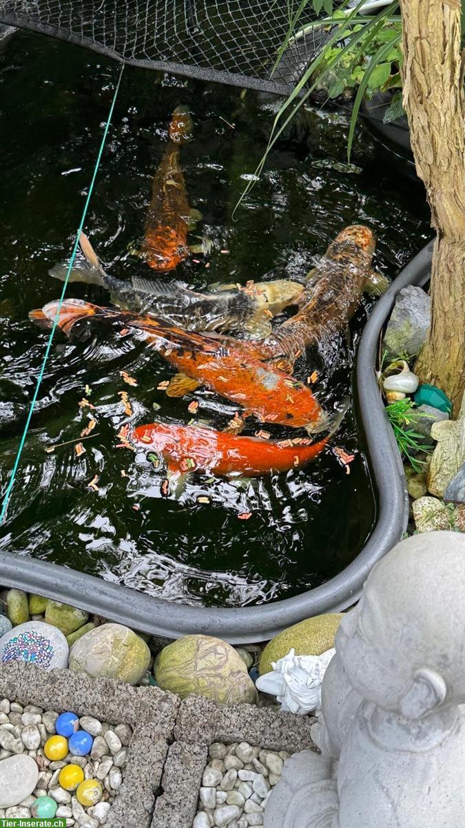 Bild 3: 5 Koi-Karpfen, ca. 10 Jahre alt, gesund und vital