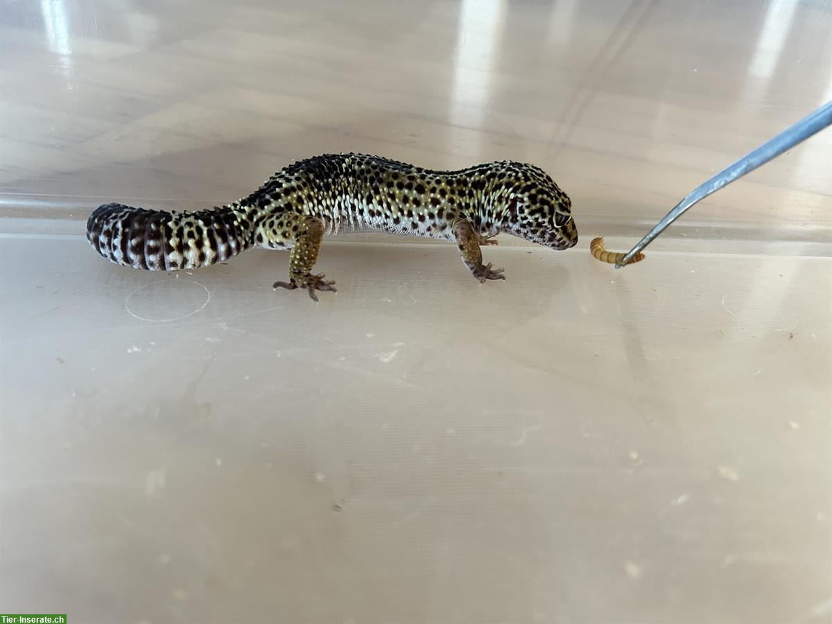 2 Leopardgecko Weibchen inkl. Terrarium und Zubehör