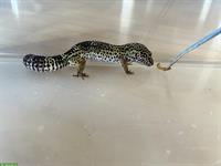 2 Leopardgecko Weibchen inkl. Terrarium und Zubehör