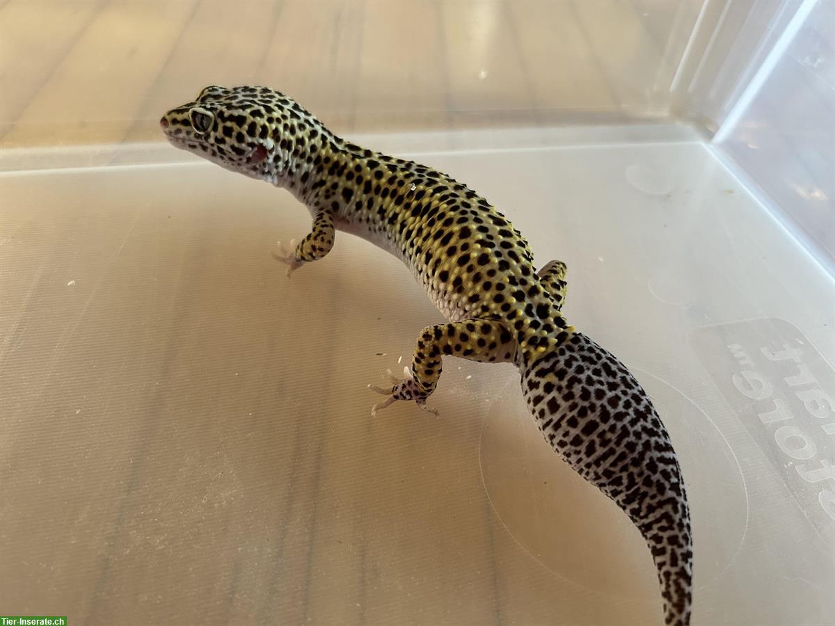 Bild 2: 2 Leopardgecko Weibchen inkl. Terrarium und Zubehör