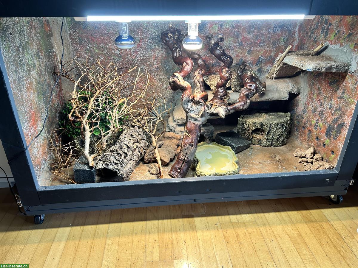 Bild 3: 2 Leopardgecko Weibchen inkl. Terrarium und Zubehör