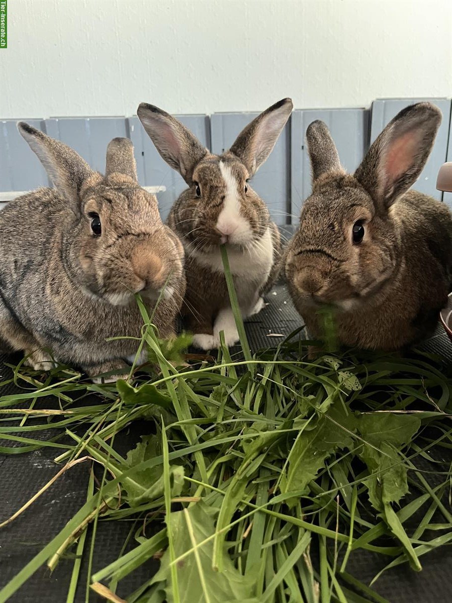 3 Kleinkaninchen Weibchen suchen neues Zuhause