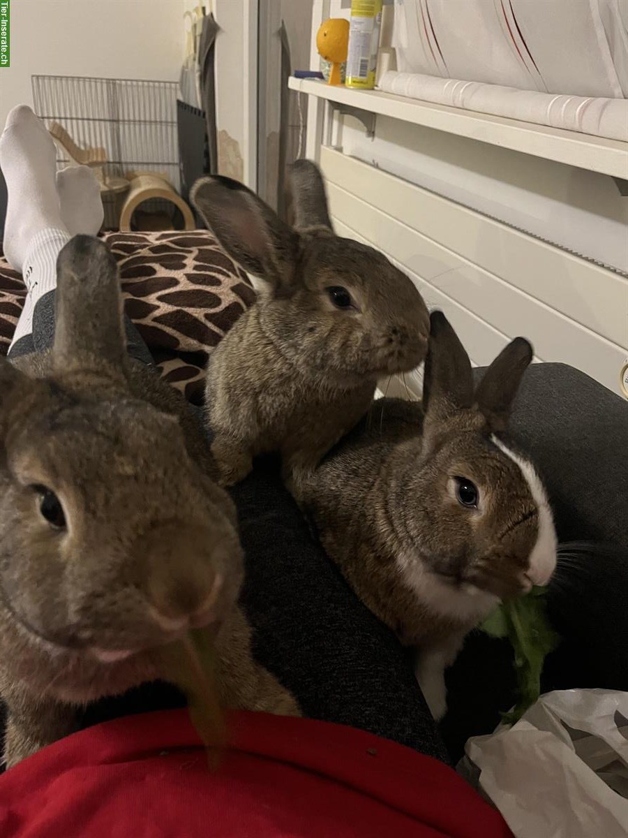 Bild 2: 3 Kleinkaninchen Weibchen suchen neues Zuhause