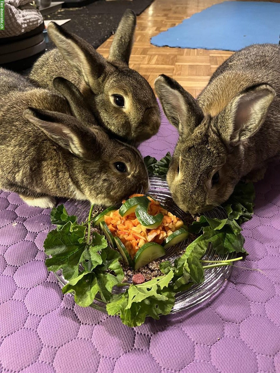 Bild 4: 3 Kleinkaninchen Weibchen suchen neues Zuhause