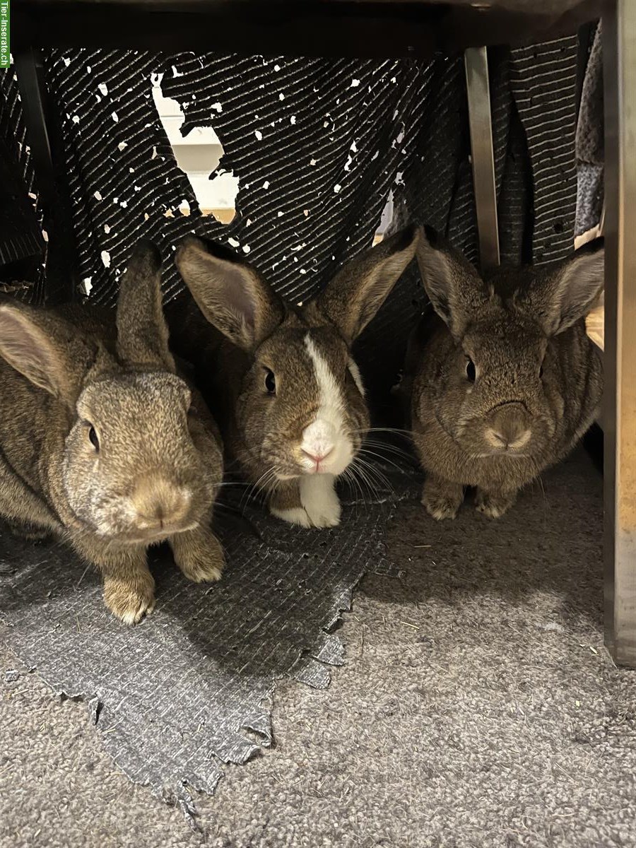 Bild 5: 3 Kleinkaninchen Weibchen suchen neues Zuhause