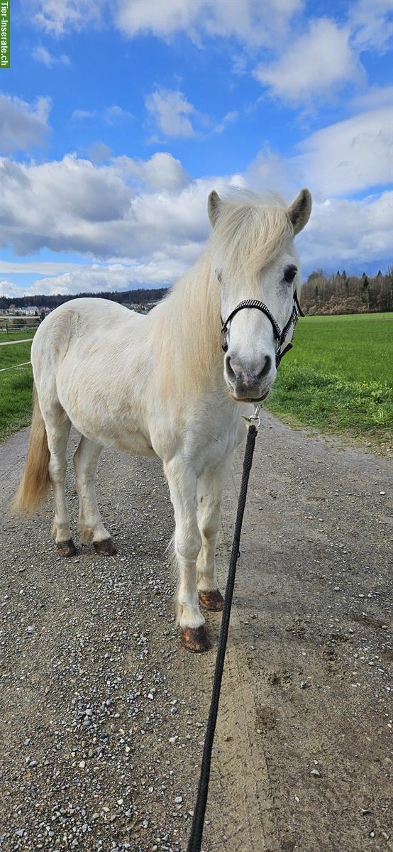 Reitbeteiligung auf Isländer in Nähe von Aristau AG