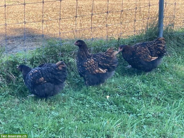 3 zutrauliche Orpington Junghennen (grosse Rasse)