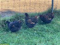 3 zutrauliche Orpington Junghennen (grosse Rasse)