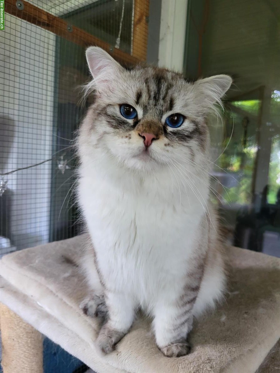 Neva Masquarade Kater, 1.5-jährig