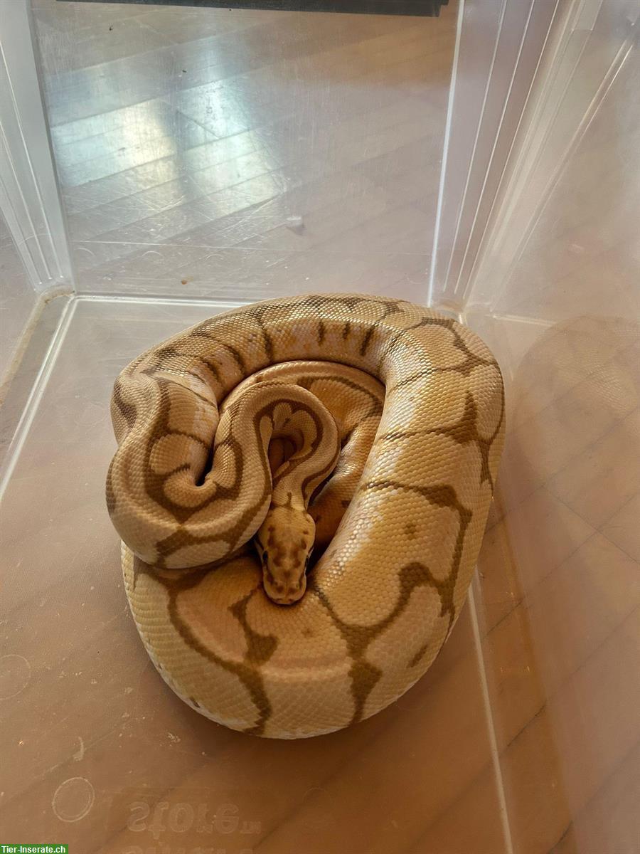 2 Königspython Männchen Albino + Weibchen Ultramel Coral Glow Spyder