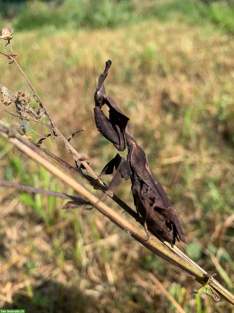 Ghost Mantis aus Madagaskar abzugeben