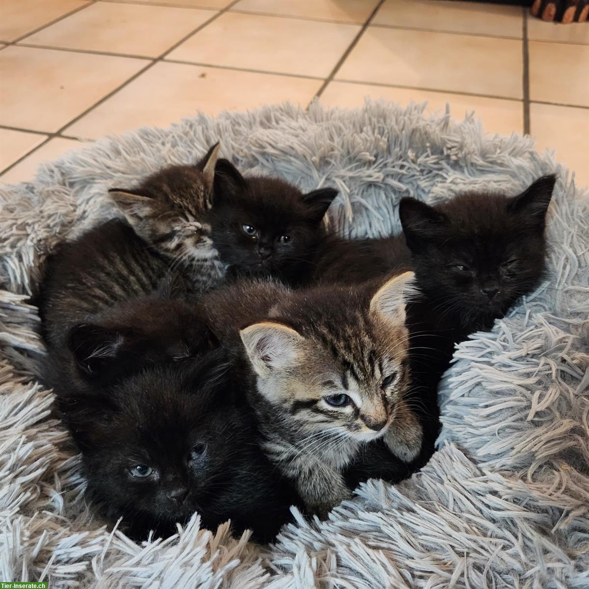 Maikatzen und August Katzenbabys vom Bauernhof