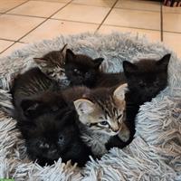 Maikatzen und August Katzenbabys vom Bauernhof