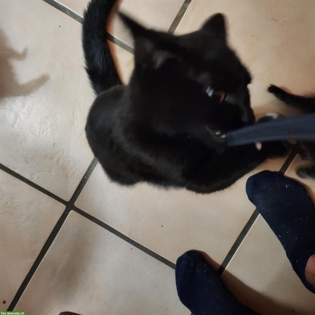 Bild 2: Maikatzen und August Katzenbabys vom Bauernhof