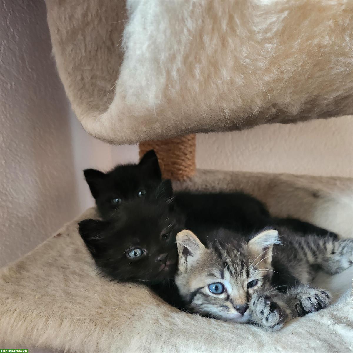 Bild 3: Maikatzen und August Katzenbabys vom Bauernhof
