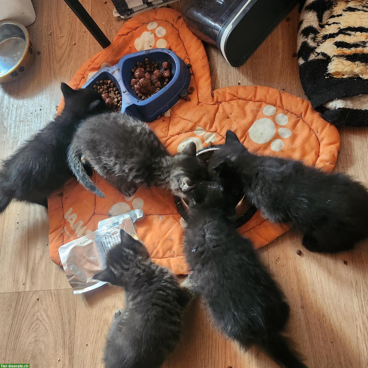 Bild 4: Maikatzen und August Katzenbabys vom Bauernhof