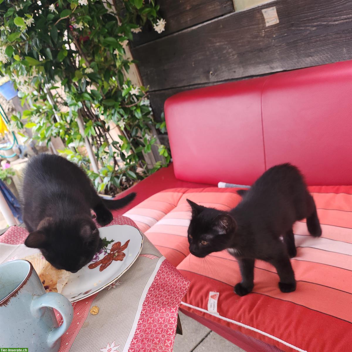 Bild 6: Maikatzen und August Katzenbabys vom Bauernhof