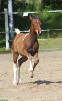 Partbred Araber Stutfohlen 🐴 Coolness trifft auf Eleganz