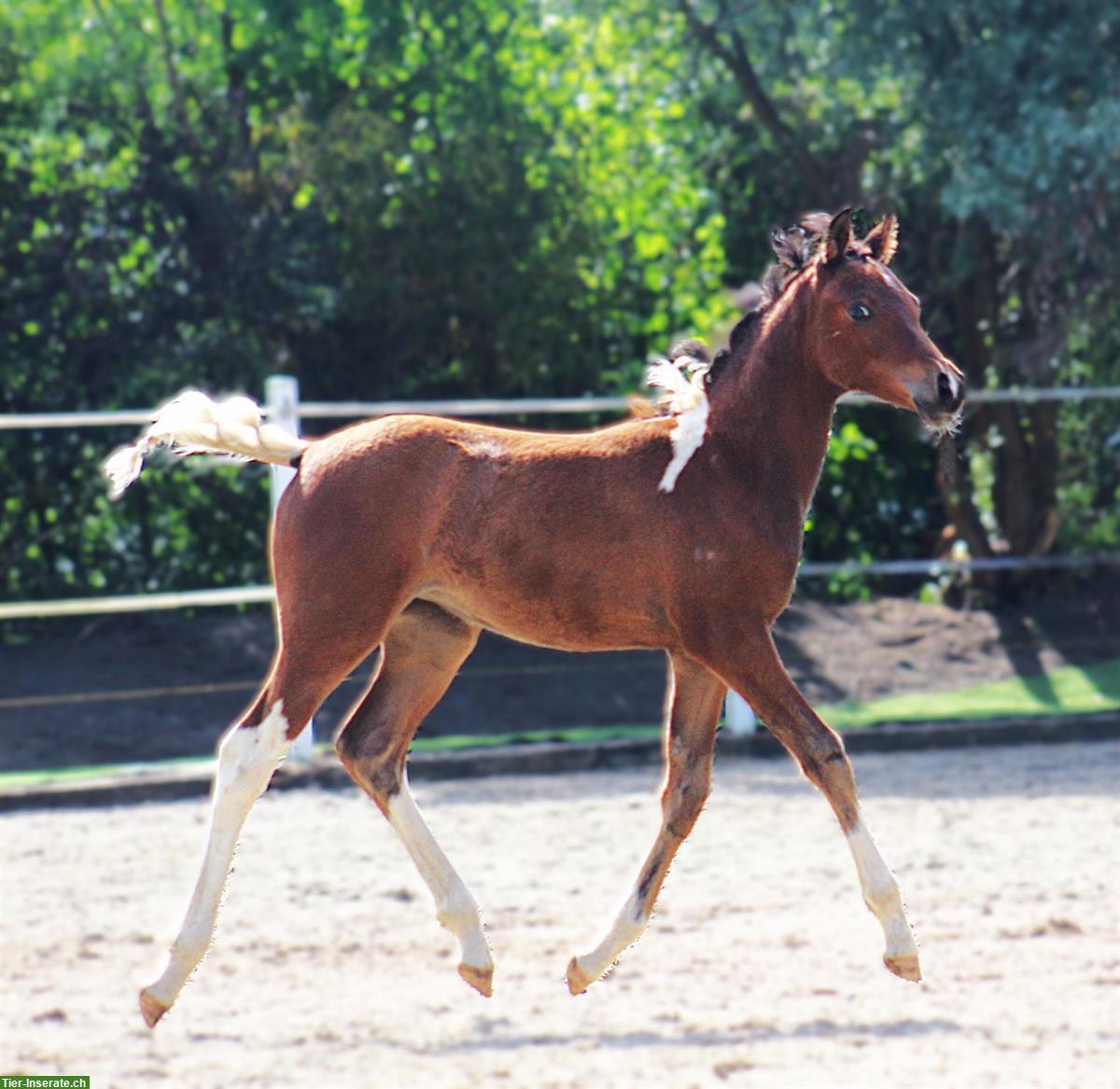 Bild 2: Partbred Araber Stutfohlen 🐴 Coolness trifft auf Eleganz
