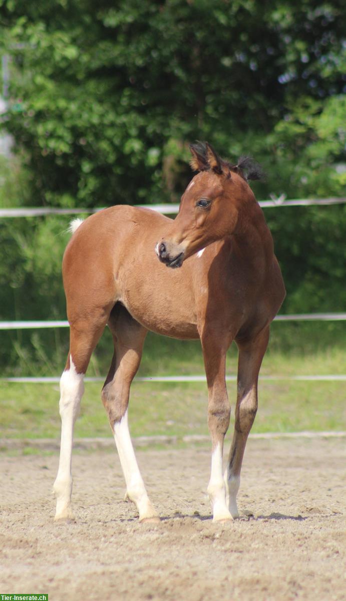 Bild 3: Partbred Araber Stutfohlen 🐴 Coolness trifft auf Eleganz