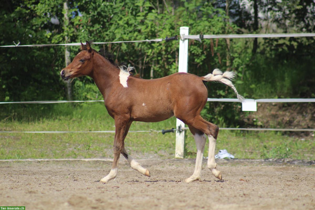 Bild 4: Partbred Araber Stutfohlen 🐴 Coolness trifft auf Eleganz