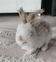 Englisch Angora Kaninchen zu verkaufen