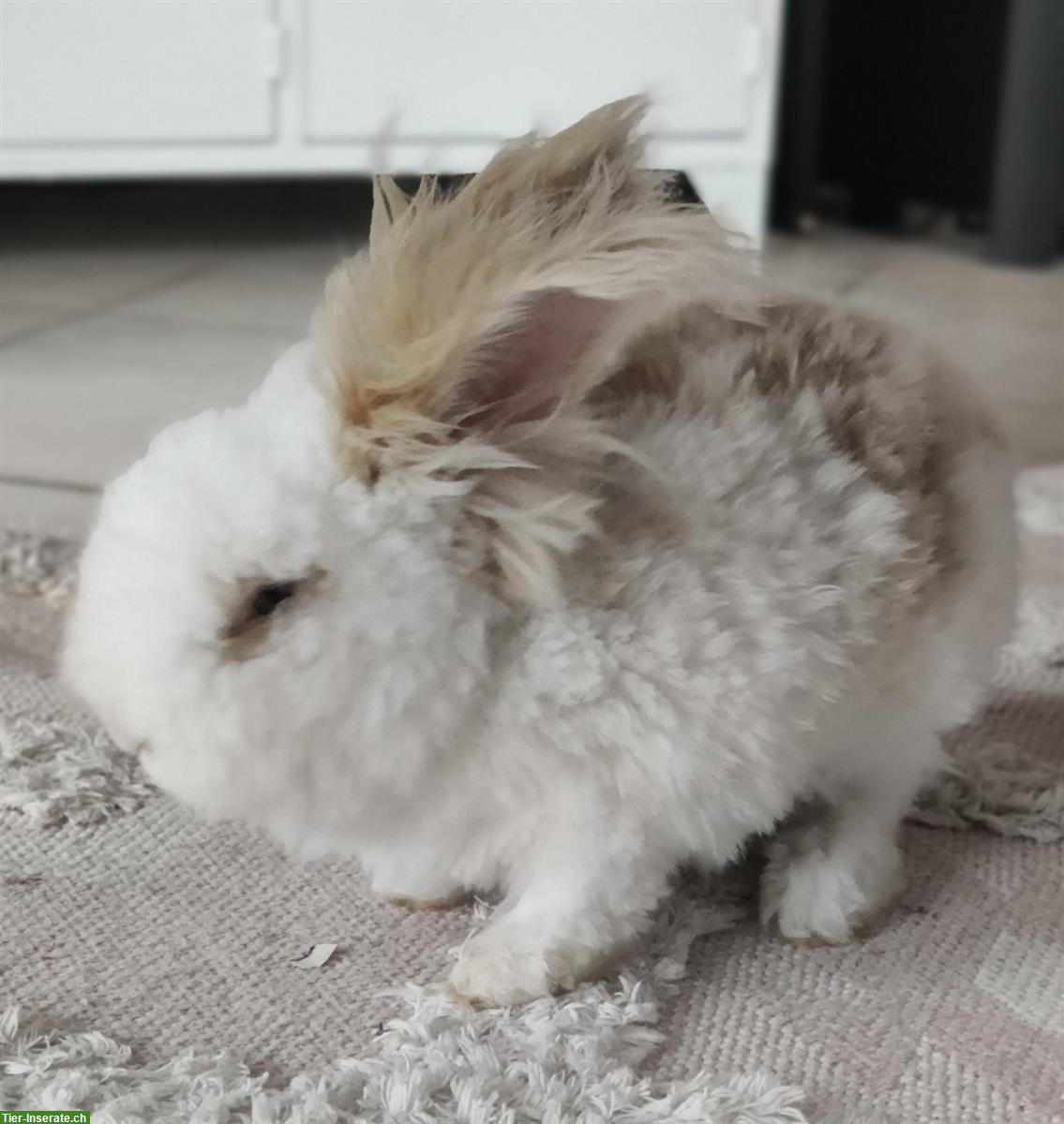 Bild 2: Englisch Angora Kaninchen zu verkaufen