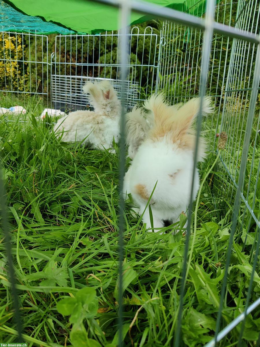 Bild 3: Englisch Angora Kaninchen zu verkaufen